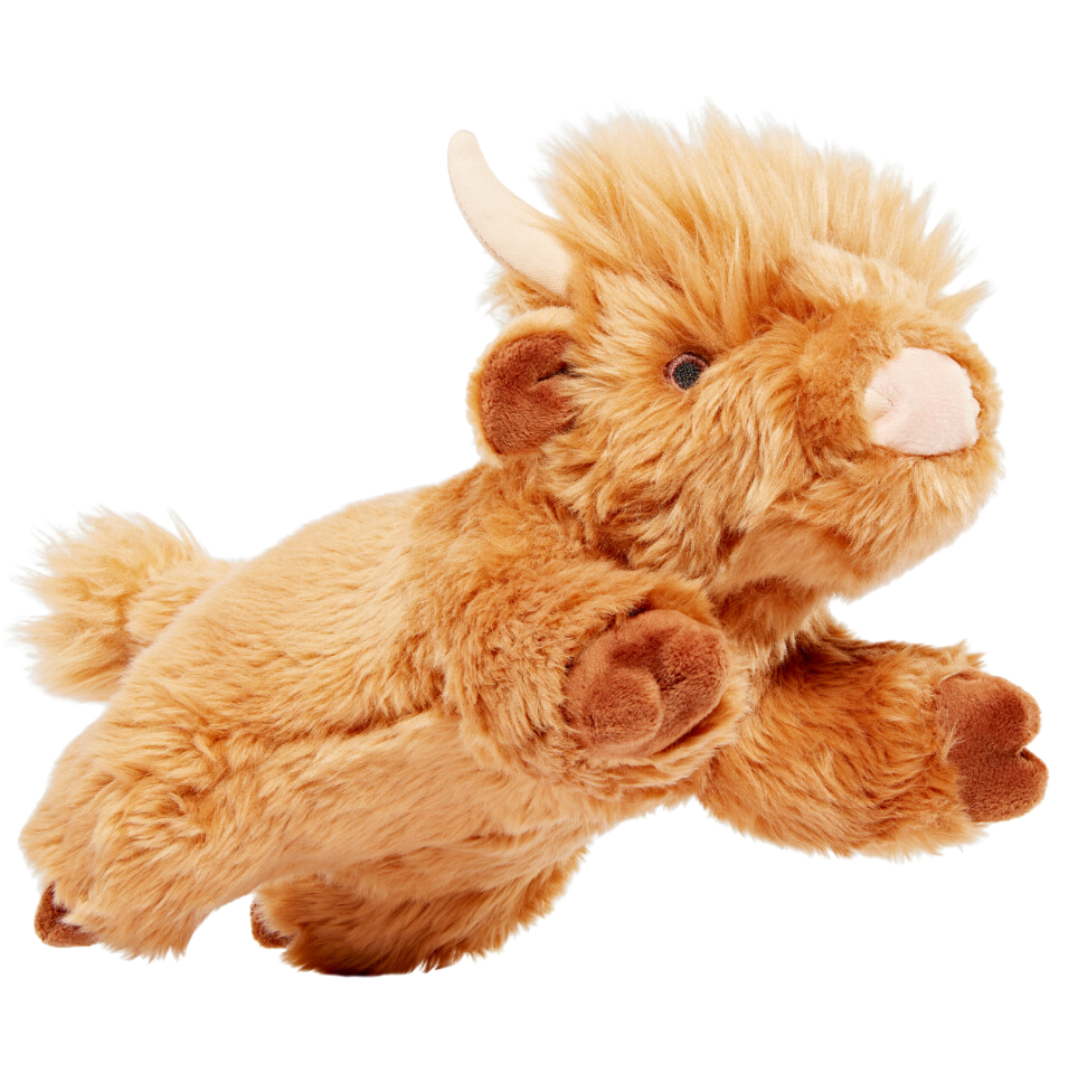 Shaggy the Highland Cow