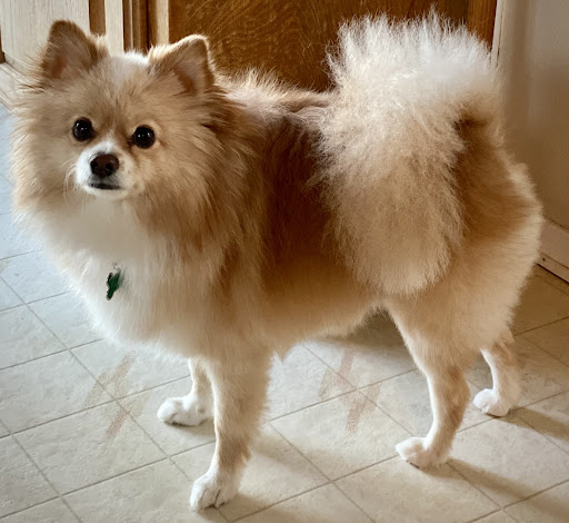 Look at this fluffy guy